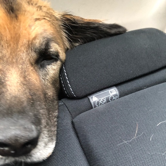 Meet your Posher, Rowan - Picture 1 of 1